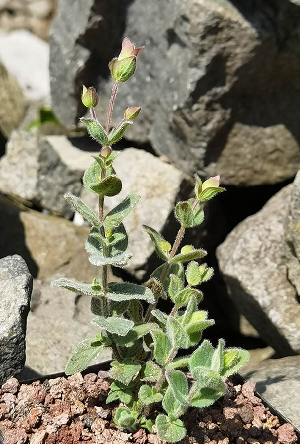 Origanum 'Buckland' en fleurs dans un jardin ensoleillé